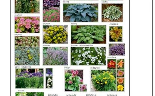 Картинки травянистых многолетников