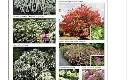 Картинки с кустарниками