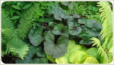 Цвета зелени в цветнике