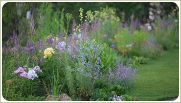 Цветник в сиреневых тонах