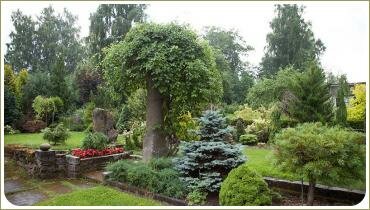 Сад с хвойными