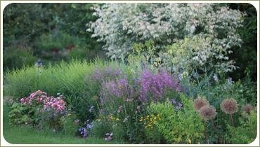 Цветущие травы