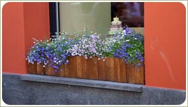 Кашпо с лобелиями на окне