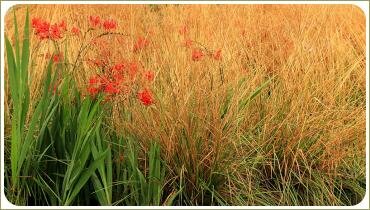 Злаки и крокосмия