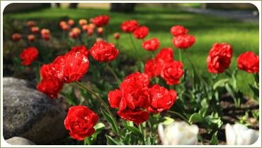 Красно-белый цветник Весна с тюльпанами