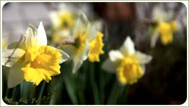 Нарциссы Нежность весеннего цветника