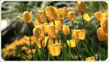 Жёлтые тюльпаны Цветник с жёлтыми тюльпанами