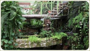 Узкое ложе искусственного ручья на высоте среди пышных растений и лиан