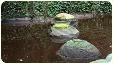 Поросшие тиной и мхом округлые камни притопленные в воде и растения