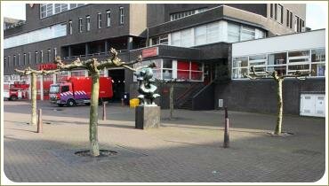 Голые стволики штамбовых деревьев с формированной кроной на городской площади