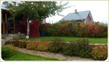 Спирея японская. Лето. Москва Живая изгородь из кустарников с различной листвой