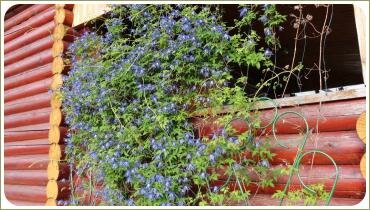 Цветущий клематис. Лето. Москва Деревянная стена дома с цветущей лианой