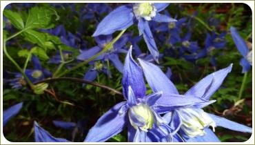 Синие цветки в виде звёздочек