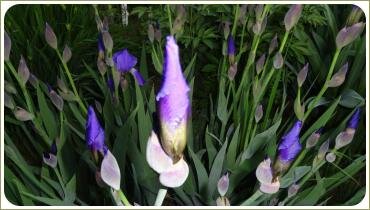 Куртина с тонкими листьями и синими цветоносами