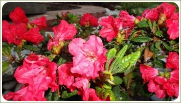 Малиновое цветение куста