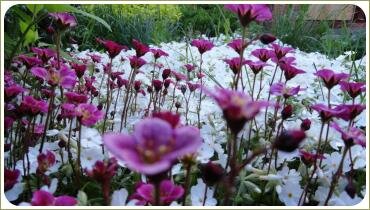 Розовые и белые мелкие цветочки