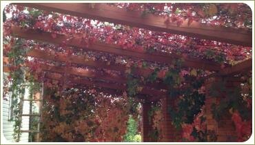 Лиана с красными листьями и деревянное сооружение