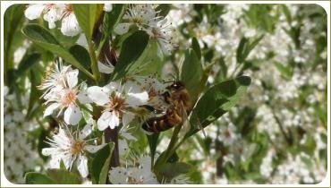 Белые цветы и пчёлы