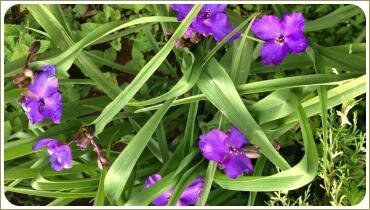 Лиловые цветы и изогнутые длинные листья