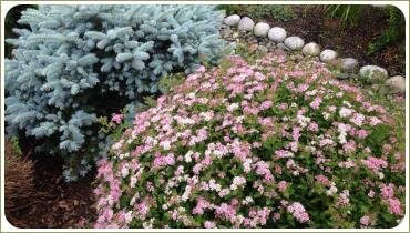 Шаровидные растения голубого и розового цвета