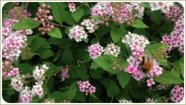 Куст с белым и розовым цветением