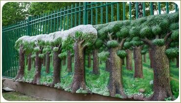 Деревья с толстыми стволами и пышными кронами в заборе