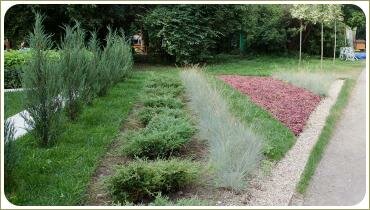 Рядовая посадка хвойных растений и злаков