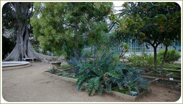 Грядка с раскидистым растением под деревом