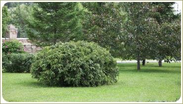 Туя Глобоза в стрижке. Фигурная стрижка растений в Челябинске Стриженная туя в виде приплюснутого шара