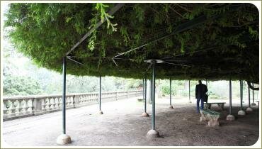 Большое дерево на металлической опоре