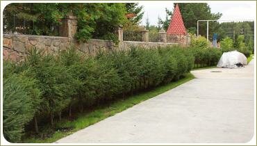 Живая изгородь из ель. Фигурная стрижка растений в Челябинске Хвойные растения в густой посадке вдоль каменного забора