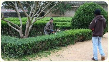 Люди стригут живые изгороди