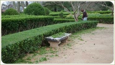 Постриженная живая изгородь и скамейка