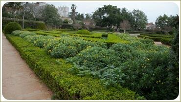 Цветущие растения в партерном цветнике