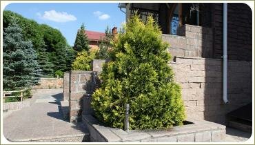 Туя западная Санкист. Фигурная стрижка растений в Челябинске Туя с золотистой кроной на подпорной стенке