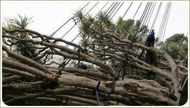 Развалившиеся ветви дерева на струнах и павлины