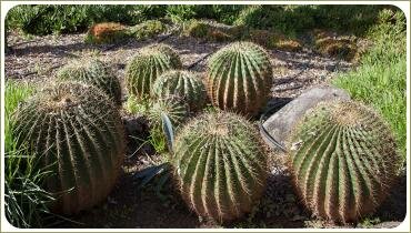 Колючие шарики растения