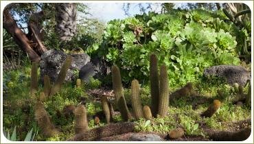 Кактусы на фоне кустарников