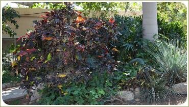 Цветник в израильском дворе. Тель-Авив Растения с разного цвета листвой на клумбе