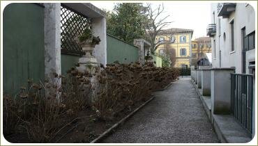 Гортензии в рядовой посадке вдоль стены