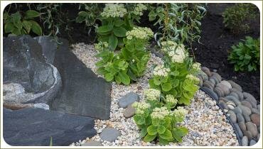 Бело цветущий очиток в гравийной отсыпке