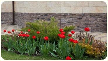 Красные цветы и газон