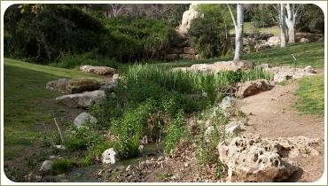 Поросший берег ручья