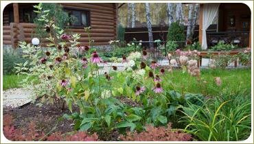 Розовые ромашки и миксбордер