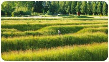 Злаки в грядах в парке