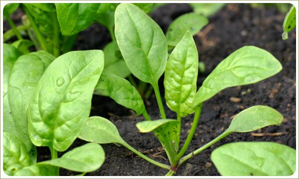 Шпинат на грядке