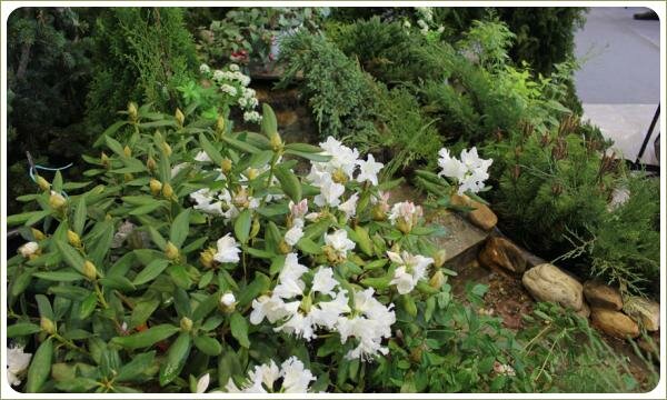 Цветение берегов пруда - выставочный образец