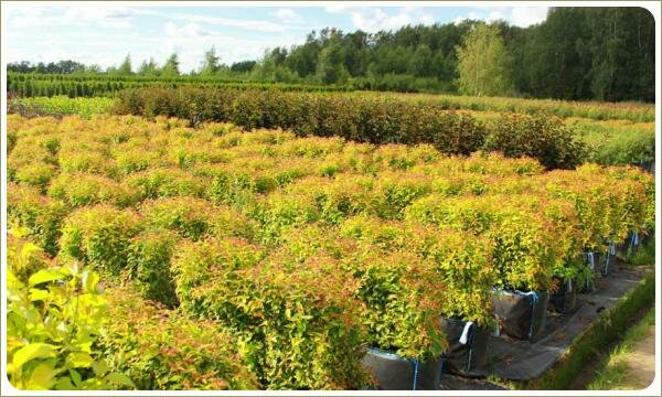 Семинар ниваки. Цветущие спиреи в контейнерах Цветущие спиреи в контейнерах и рядами