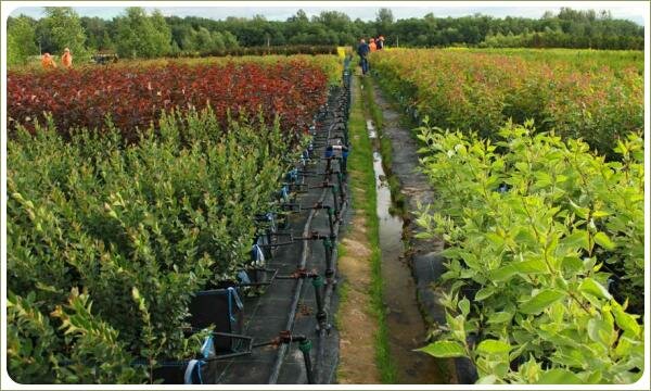 Семинар ниваки. Система полива в питомнике Система полива в питомнике - трубы с водой