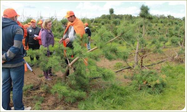 Семинар ниваки. Формирование сосен Обучение в полевых условиях среди растений